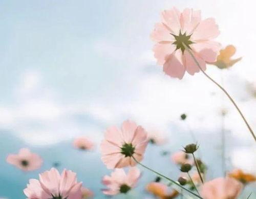 微信唯美图片大全,微信图片大全中的心灵画卷