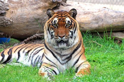 虎的图片,雄狮之姿，威震四方