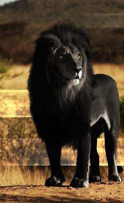 红狼图片大全,探寻野生红狼的神秘世界