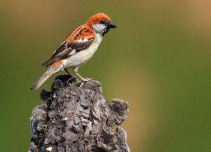 山麻雀图片,自然界的精灵与家园的守护者