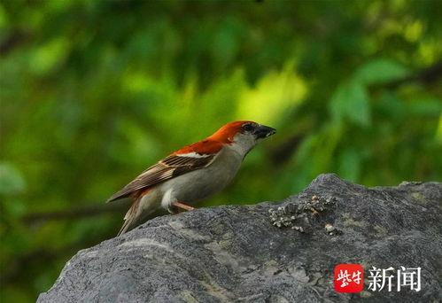 山麻雀图片,自然界的精灵与家园的守护者
