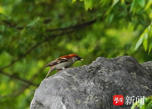 山麻雀图片,自然界的精灵与家园的守护者