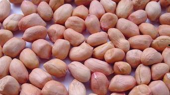 猫屎瓜图片,神秘果实背后的故事