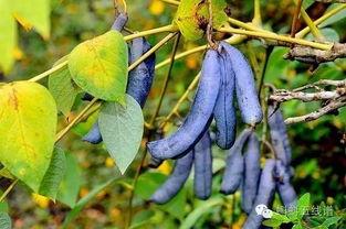 猫屎瓜图片,神秘果实背后的故事