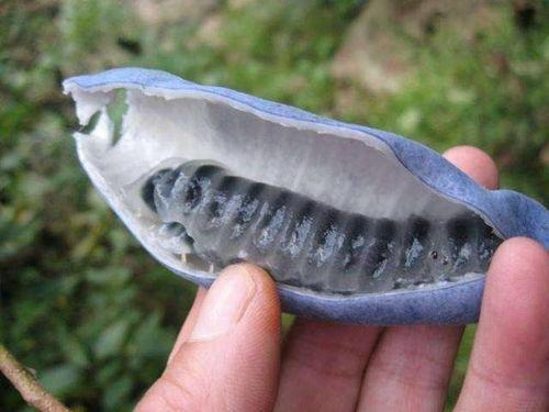 猫屎瓜图片,神秘果实背后的故事