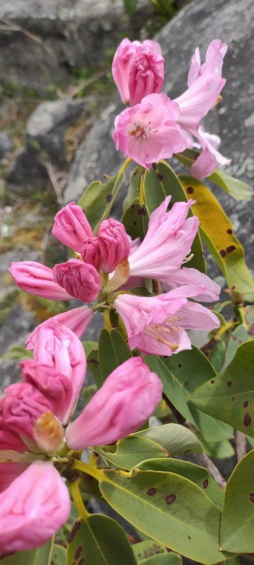 羊角花图片大全,自然之美尽收眼底