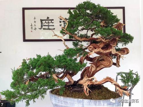 真柏盆景制作视频,一盆盆景，一世界