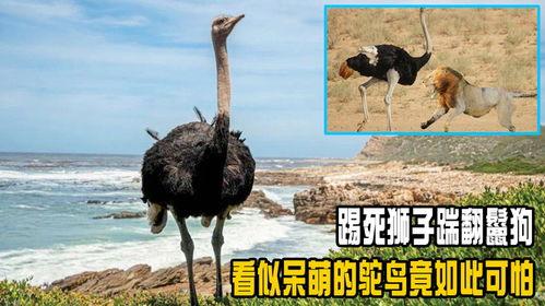 鸵鸟踢死狮子视频,鸵鸟力克狮子，震撼动物世界