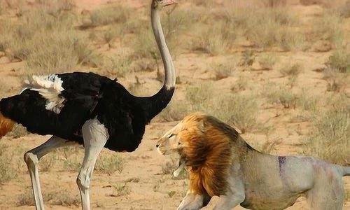 鸵鸟踢死狮子视频,鸵鸟力克狮子，震撼动物世界