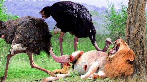 鸵鸟踢死狮子视频,鸵鸟力克狮子，震撼动物世界