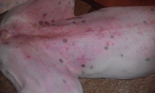 腿上紫癜图片,成因、症状及预防措施