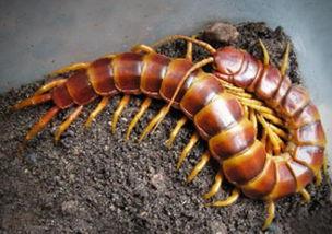 娱乐吃瓜酱的作品鼠体蜈蚣,娱乐吃瓜酱的惊悚奇幻之作