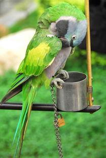 会说话的鹦鹉图片大全,会说话的鹦鹉图片大全展示