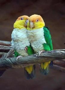 会说话的鹦鹉图片大全,会说话的鹦鹉图片大全展示