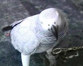 会说话的鹦鹉图片大全,会说话的鹦鹉图片大全展示